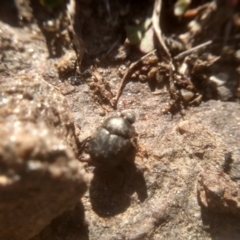 Onthophagus sp. (genus) (Dung beetle) at Cooma North Ridge Reserve - 26 Mar 2023 by mahargiani