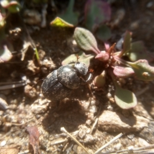 Onthophagus sp. (genus) at Cooma, NSW - 26 Mar 2023 02:21 PM