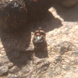 Onthophagus sp. (genus) at Cooma, NSW - 26 Mar 2023 02:21 PM