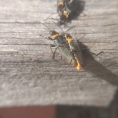 Chauliognathus lugubris at Cooma, NSW - 26 Mar 2023 03:01 PM