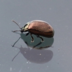 Chrysolina quadrigemina (Greater St Johns Wort beetle) at Symonston, ACT - 26 Mar 2023 by RodDeb