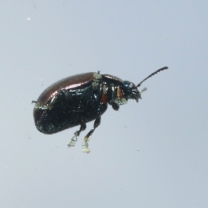 Chrysolina quadrigemina at Symonston, ACT - 26 Mar 2023