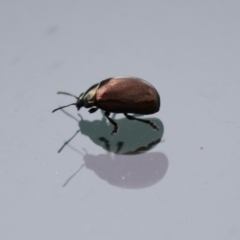 Chrysolina quadrigemina at Symonston, ACT - 26 Mar 2023