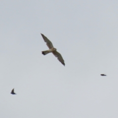 Falco cenchroides (Nankeen Kestrel) at Symonston, ACT - 26 Mar 2023 by RodDeb