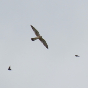 Falco cenchroides at Symonston, ACT - 26 Mar 2023