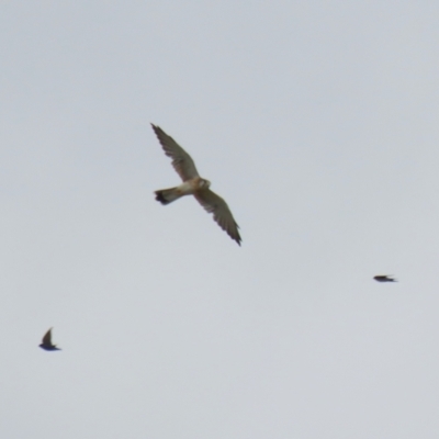 Falco cenchroides (Nankeen Kestrel) at Symonston, ACT - 26 Mar 2023 by RodDeb