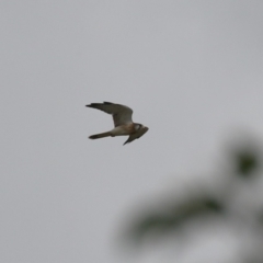 Falco cenchroides at Symonston, ACT - 26 Mar 2023 01:40 PM