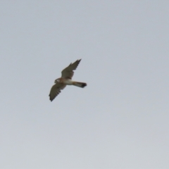 Falco cenchroides at Symonston, ACT - 26 Mar 2023