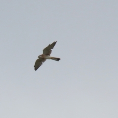 Falco cenchroides at Symonston, ACT - 26 Mar 2023 01:40 PM