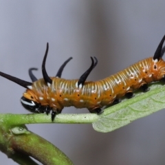 Euploea corinna (Common Crow Butterfly, Oleander Butterfly) at Chandler, QLD - 26 Mar 2023 by TimL