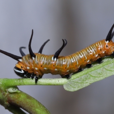 Euploea corinna at Chandler, QLD - 25 Mar 2023 by TimL