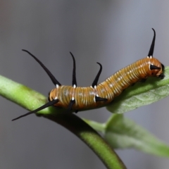 Euploea corinna at Chandler, QLD - 26 Mar 2023 10:25 AM