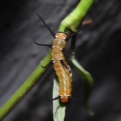Euploea corinna at Chandler, QLD - 26 Mar 2023 10:25 AM