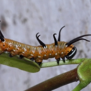 Euploea corinna at Chandler, QLD - 26 Mar 2023 10:25 AM