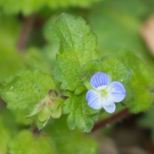 Veronica persica at Macarthur, ACT - 26 Mar 2023 02:11 PM