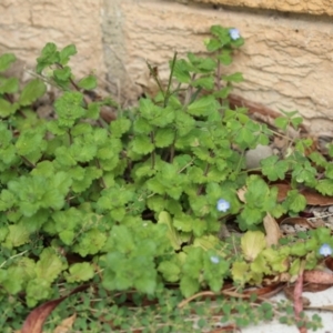 Veronica persica at Macarthur, ACT - 26 Mar 2023 02:11 PM