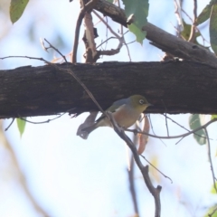 Zosterops lateralis (Silvereye) at Molonglo Valley, ACT - 23 Mar 2023 by HappyWanderer