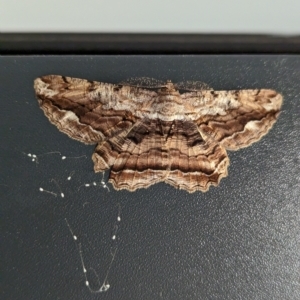 Scioglyptis lyciaria at Page, ACT - suppressed