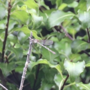 Austrolestes sp. (genus) at GG182 - 24 Mar 2023