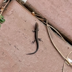 Lampropholis sp. (Grass Skink) at Aranda, ACT - 26 Mar 2023 by KMcCue