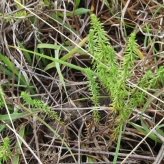 Asperula conferta (Common Woodruff) at Hawker, ACT - 26 Mar 2023 by sangio7