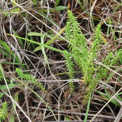 Asperula conferta (Common Woodruff) at Hawker, ACT - 26 Mar 2023 by sangio7