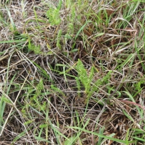 Asperula conferta at Hawker, ACT - 26 Mar 2023