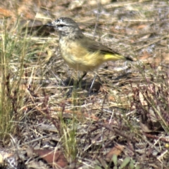 Acanthiza chrysorrhoa (Yellow-rumped Thornbill) at Gundaroo, NSW - 26 Mar 2023 by Gunyijan