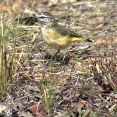 Acanthiza chrysorrhoa (Yellow-rumped Thornbill) at Gundaroo, NSW - 26 Mar 2023 by Gunyijan