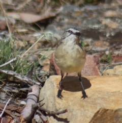 Acanthiza chrysorrhoa at Gundaroo, NSW - 26 Mar 2023