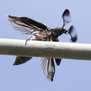 Rhipicera (Agathorhipis) femorata at Higgins, ACT - 26 Mar 2023