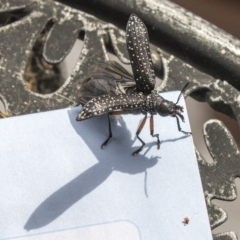 Rhipicera (Agathorhipis) femorata at Higgins, ACT - 26 Mar 2023