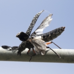 Rhipicera (Agathorhipis) femorata at Higgins, ACT - 26 Mar 2023