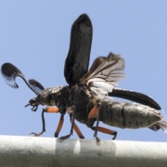 Rhipicera (Agathorhipis) femorata at Higgins, ACT - 26 Mar 2023