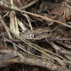 Phaulacridium vittatum (Wingless Grasshopper) at Murrumbateman, NSW - 25 Mar 2023 by amiessmacro