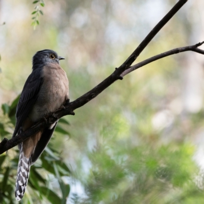 Cacomantis flabelliformis (Fan-tailed Cuckoo) at ANBG - 26 Mar 2023 by Untidy