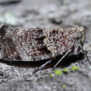 Platybrachys decemmacula at Chandler, QLD - 26 Mar 2023