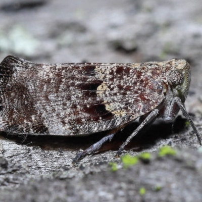 Platybrachys decemmacula (Green-faced gum hopper) at Chandler, QLD - 26 Mar 2023 by TimL