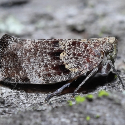 Unidentified Leafhopper or planthopper (Hemiptera, several families) at Chandler, QLD - 25 Mar 2023 by TimL