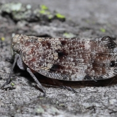 Platybrachys decemmacula at Chandler, QLD - 26 Mar 2023 10:15 AM