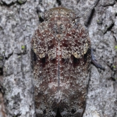 Platybrachys decemmacula at Chandler, QLD - 26 Mar 2023 10:15 AM