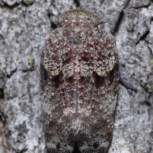 Platybrachys decemmacula at Chandler, QLD - 26 Mar 2023 10:15 AM