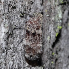 Platybrachys decemmacula at Chandler, QLD - 26 Mar 2023 10:15 AM