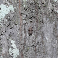 Platybrachys decemmacula at Chandler, QLD - 26 Mar 2023