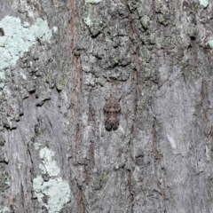 Platybrachys decemmacula at Chandler, QLD - 26 Mar 2023 10:15 AM