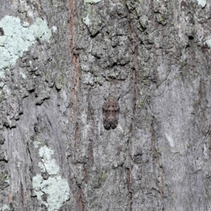 Platybrachys decemmacula at Chandler, QLD - 26 Mar 2023 10:15 AM