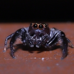 Unidentified Jumping or peacock spider (Salticidae) at Capalaba, QLD - 25 Mar 2023 by TimL