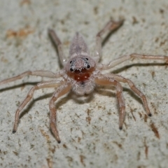 Unidentified Spider (Araneae) at Capalaba, QLD - 25 Mar 2023 by TimL