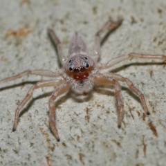 Arasia sp. (Arasia jumping spider) at Capalaba, QLD - 26 Mar 2023 by TimL