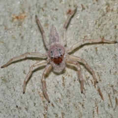 Arasia sp. at Capalaba, QLD - 26 Mar 2023 10:29 AM